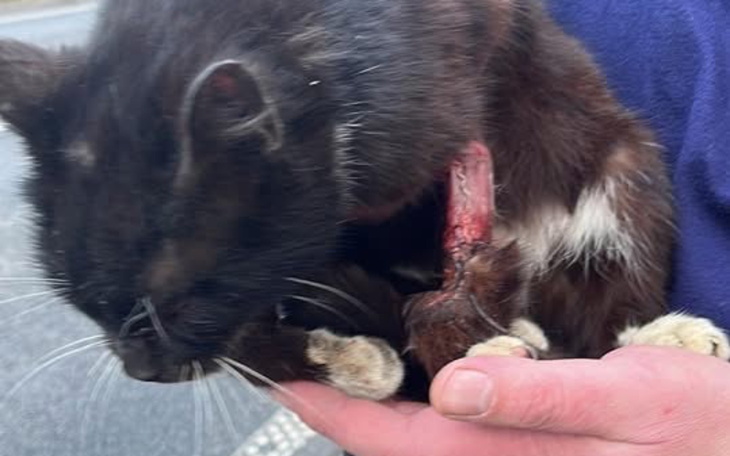 Kot trzymany w rękach, z widoczną raną na szyi.