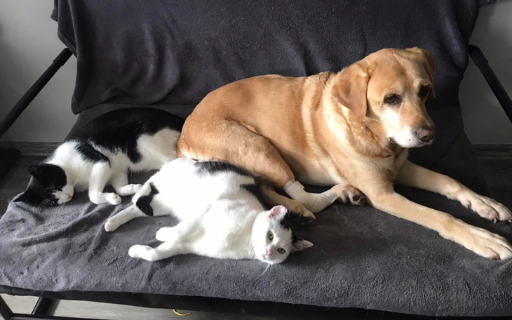 Zbiórka Dla kotków na tymczasie u Oli - zdjęcie główne