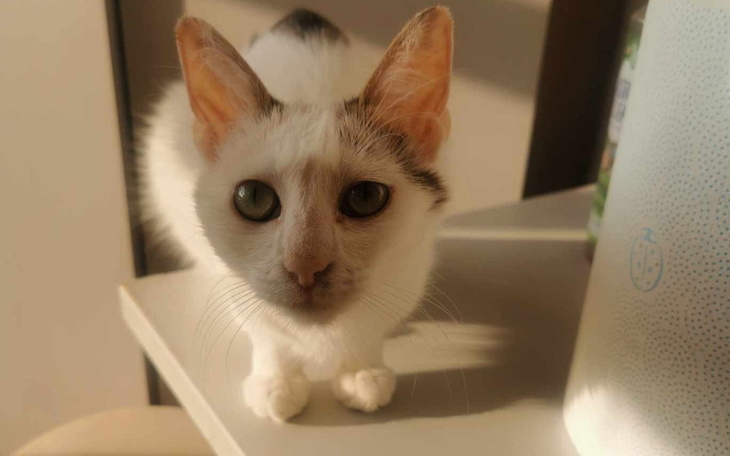 Zbiórka Frania umiera - potrzebna pomoc - zdjęcie główne