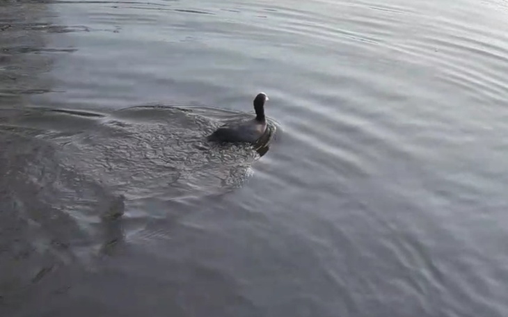 Zbiórka Jedzonko dla kaczki i dla mnie.. - zdjęcie główne