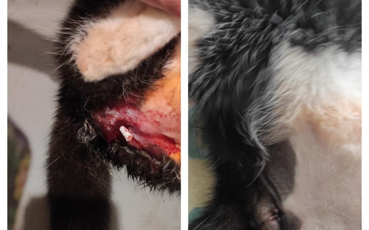 Zdjęcie rannego kota, z widocznymi obrażeniami.