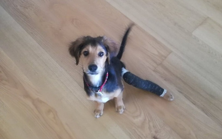 Zbiórka Operacja nóżki Leo - zdjęcie główne