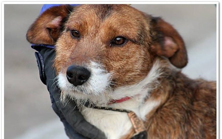 Zbiórka Na ratowanie  terierka z Radys - zdjęcie główne