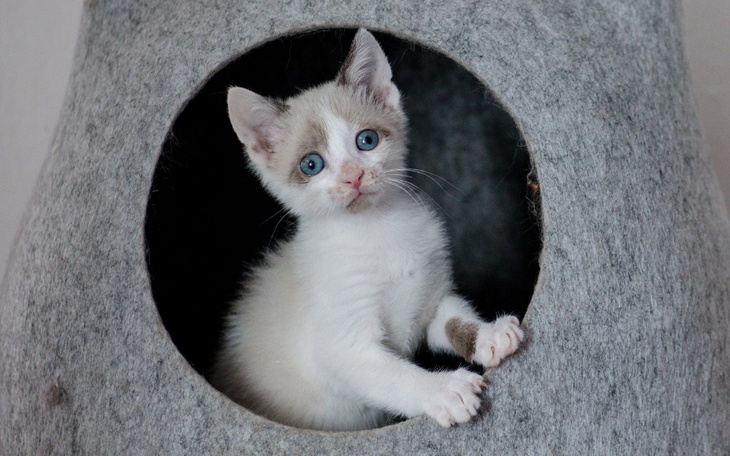 Zbiórka Kociak z wypadniętym jelitem - zdjęcie główne