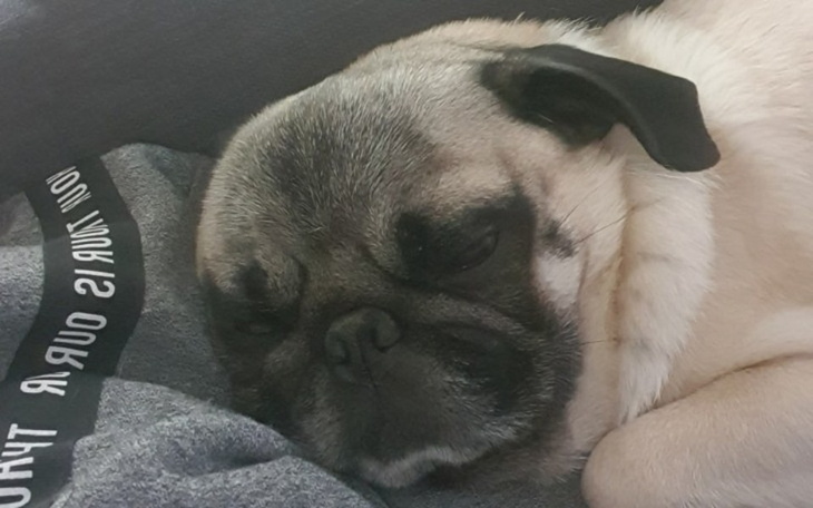 Zbiórka Dla chorych zwierząt - zdjęcie główne