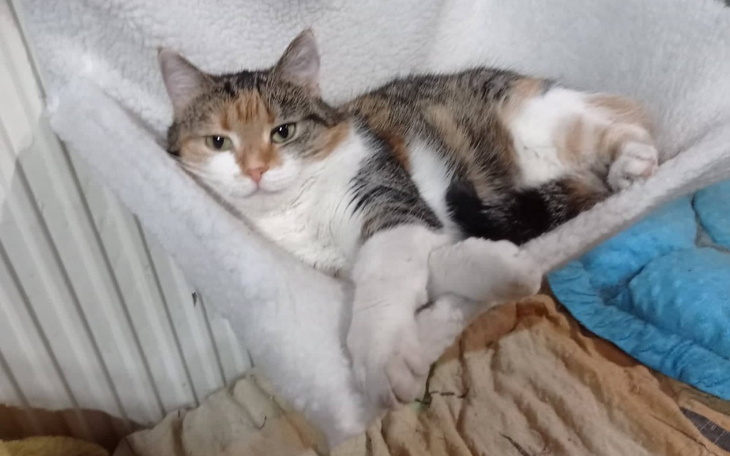 Zbiórka Chore nóżki Klary - zdjęcie główne