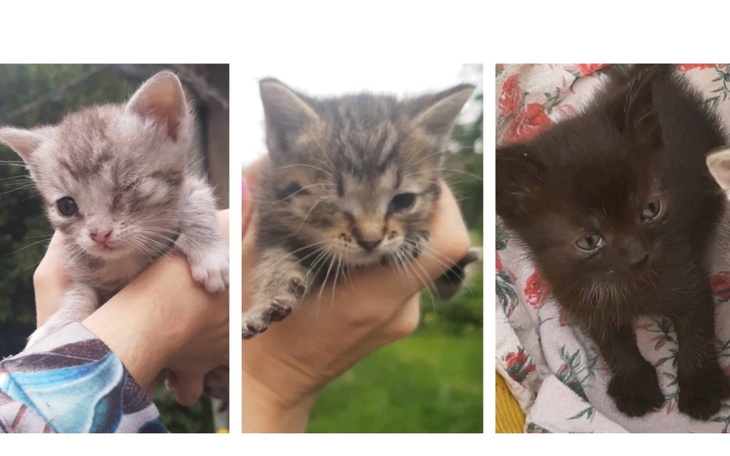 Zbiórka Pomoc dla trzech chorych kociąt - zdjęcie główne