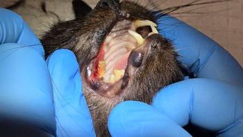 Zbiórka Chanelka mała kocia wojowniczka - miniaturka zdjęcia