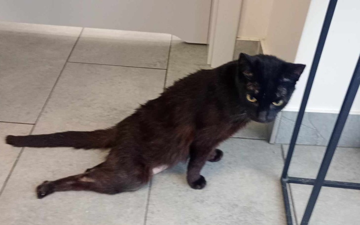 Czarny kot z nietypową postawą, na tle jasnej podłogi.