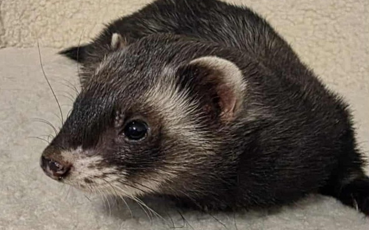 Fretka leżąca na jasnym tle, z wyrazistymi oczami.