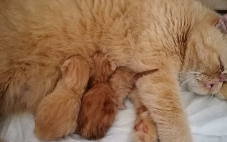 Zbiórka Mój kot ma wyrostek - zdjęcie główne