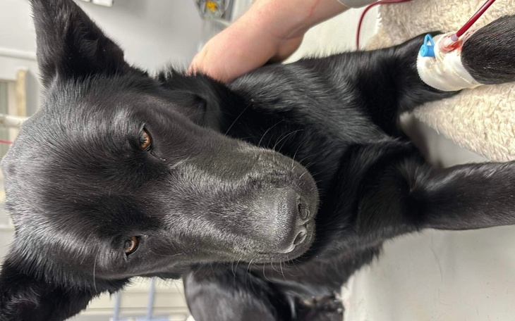 Zbiórka Na ratowanie życia suni Belli - zdjęcie główne