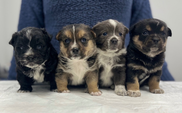 Cztery szczeniaki siedzące obok siebie, patrzące w obiektyw.