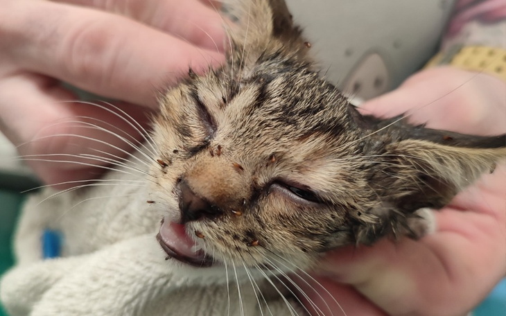 Zbiórka Pomagamy Pchełce - zdjęcie główne