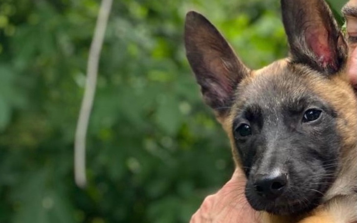 Słodki szczeniak trzymany na rękach w zielonym otoczeniu.