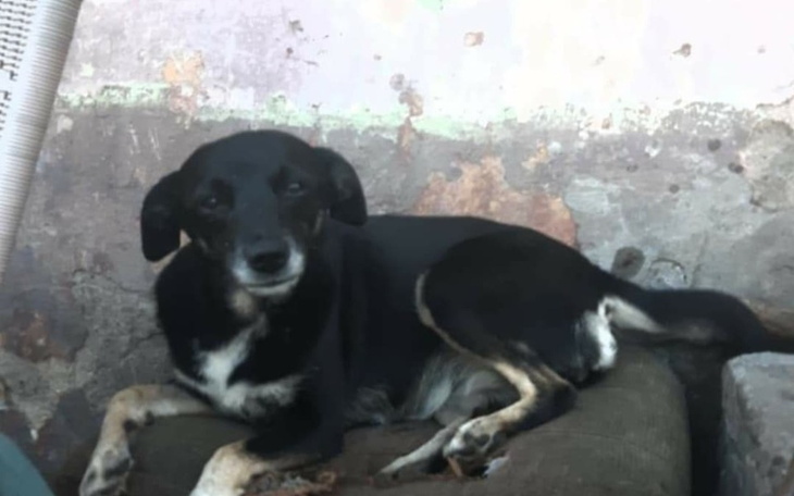 Zbiórka Nutka ze stada psów- RATUJEMY - zdjęcie główne