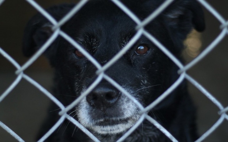 Zbiórka Ogrzej Sopotkowe bezdomniaki - zdjęcie główne