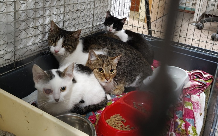 Grupa kotów w klatce, przytulających się do siebie.