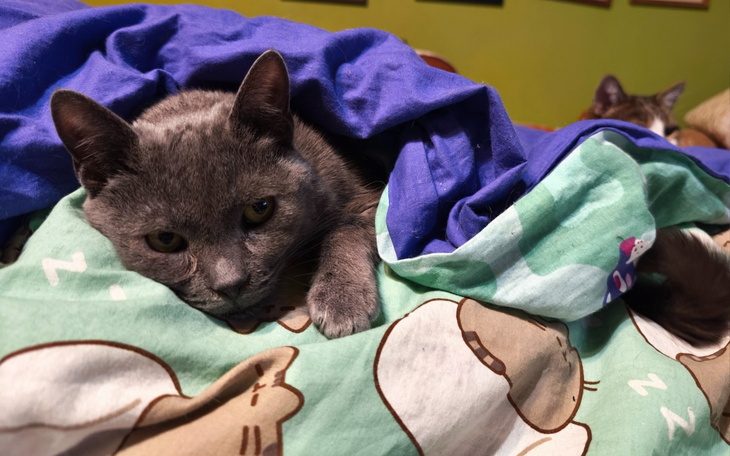 Szary kot wylegujący się na kolorowej pościeli.