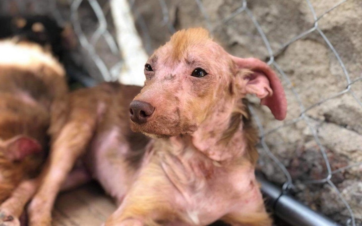 Zbiórka zwierzęta nie mają warunków - zdjęcie główne