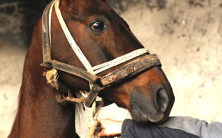 Zbiórka Pajęczno 2019 - ratuj konie - zdjęcie główne