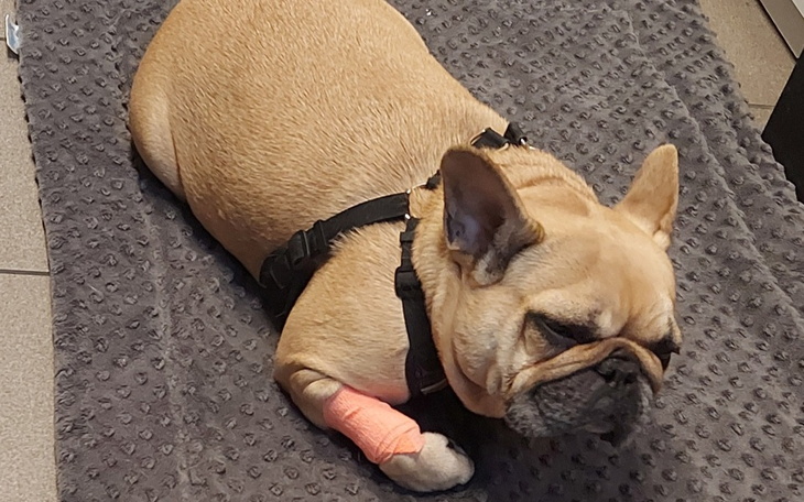 Zbiórka Na ratowanie oczka Leny - zdjęcie główne