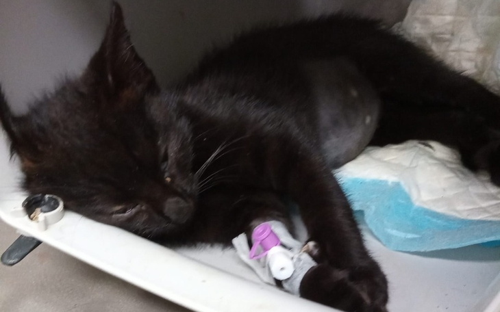 Zbiórka Operacja kociaka ratująca życie - zdjęcie główne