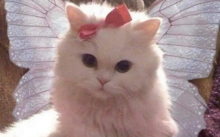 Zbiórka leki na downa i autyzm dla znaj - zdjęcie główne