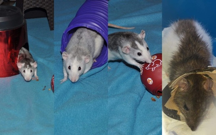 Zbiórka Akcja kastracja 2.0 - zdjęcie główne