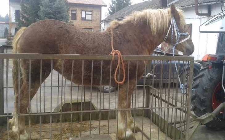 Zbiórka Klacz zimnokrwista - zdjęcie główne