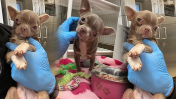 Zbiórka Porzucony, „wadliwy” Luluś - miniaturka zdjęcia