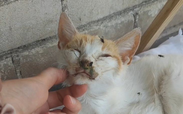 Chory kot z owadami na twarzy, leżący na podłożu.