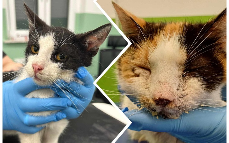 Zbiórka Uratować kocie życia... - zdjęcie główne