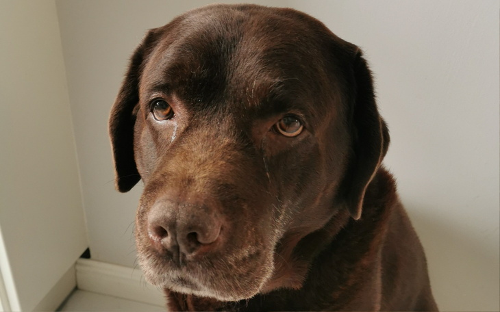 Czarny labrador z wyrazem smutku na twarzy.