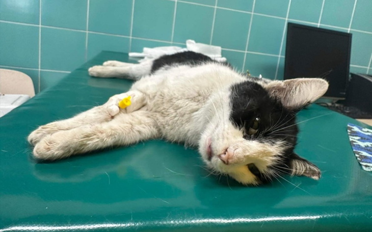 Zbiórka Ostatnia szansa Iskierki - zdjęcie główne