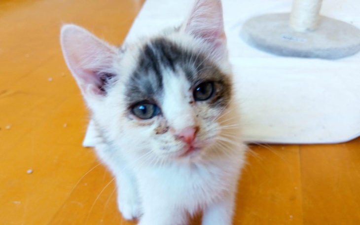 Zbiórka Ile kosztuje kocie życie - zdjęcie główne