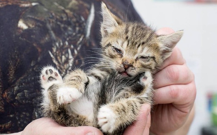 Mały kotek trzymany w rękach, wygląda na zmęczonego.