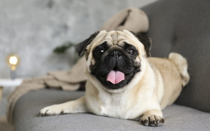 Zbiórka Zbieram na psa mopsa - zdjęcie główne