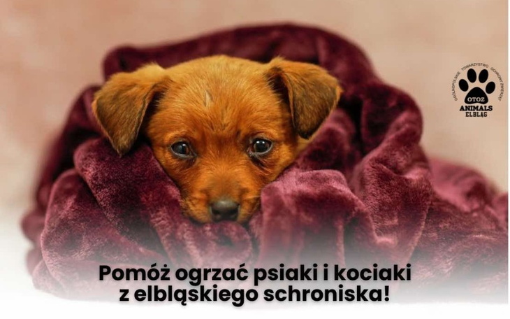 Szczeniak owinięty w koc, z wyrazem smutku.