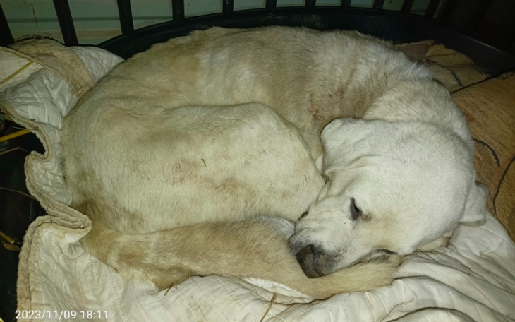 Zbiórka Karma dla Kacikowych psiaków - zdjęcie główne