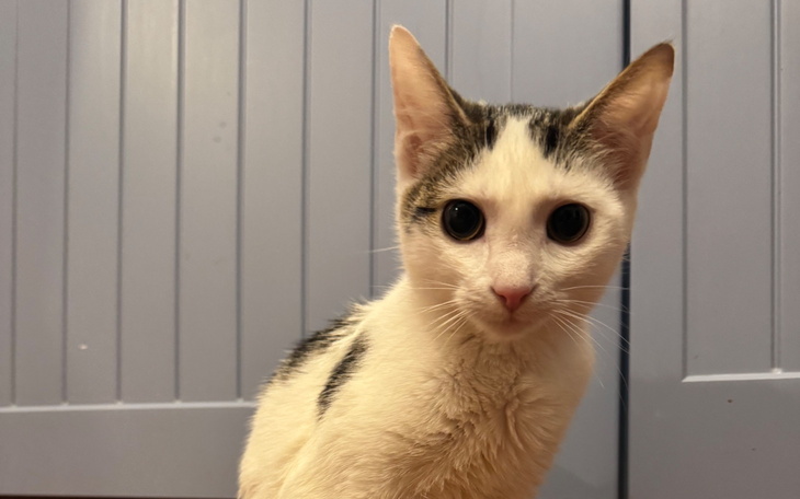 Kot o dużych oczach, patrzący w obiektyw.