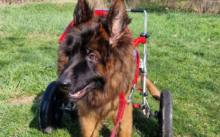 Zbiórka Nowy pojazd dla Freji - zdjęcie główne