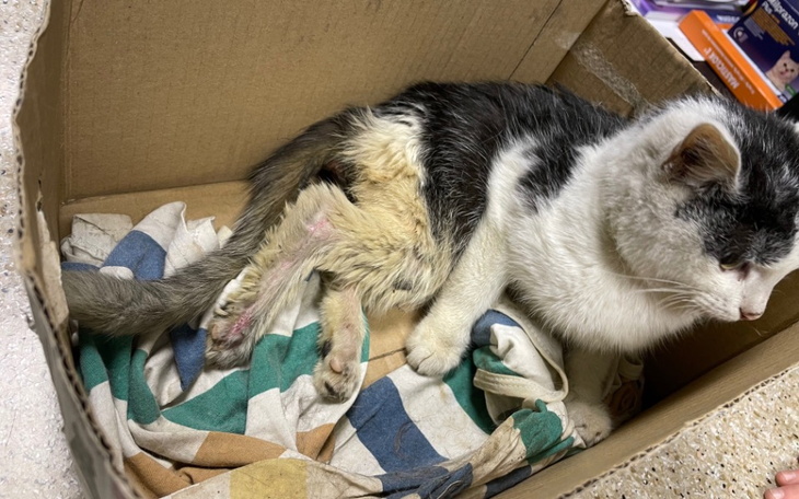 Zbiórka Transport niepełnosprawnej kotki - zdjęcie główne