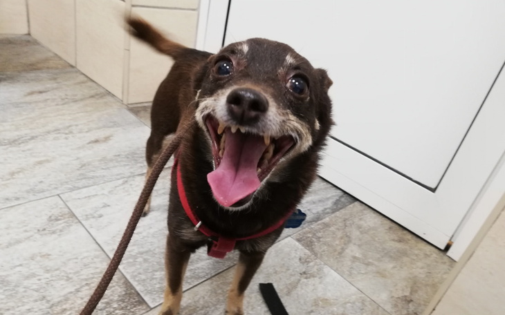 Zbiórka Szczepienie Mai i Gucia - zdjęcie główne