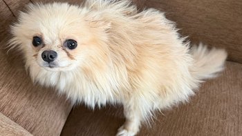 Zbiórka Leczenie i diagnostyka - miniaturka zdjęcia