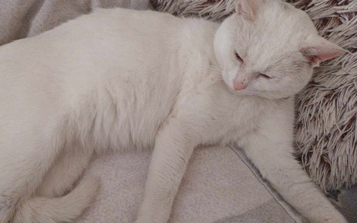 Zbiórka Leczenie kota, ktory ma świerzb - zdjęcie główne