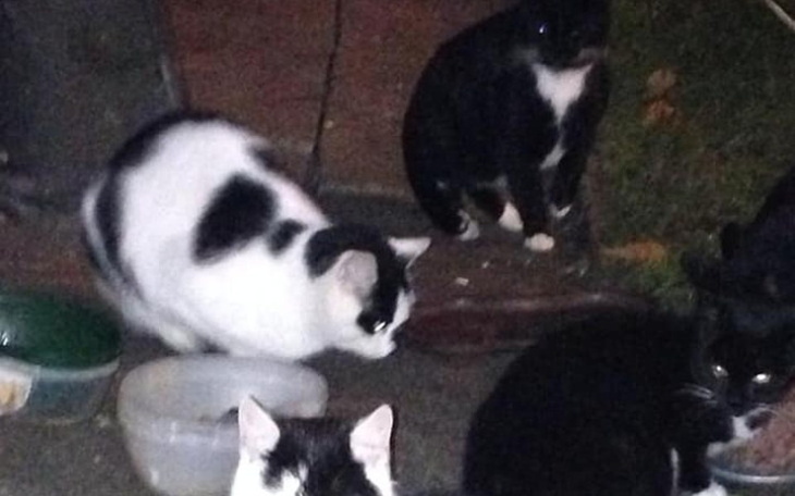 Zbiórka Karmimy bezdomne koty - zdjęcie główne