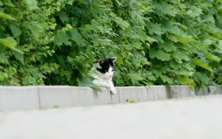Czarnobiały kot siedzi na murku wśród zieleni.