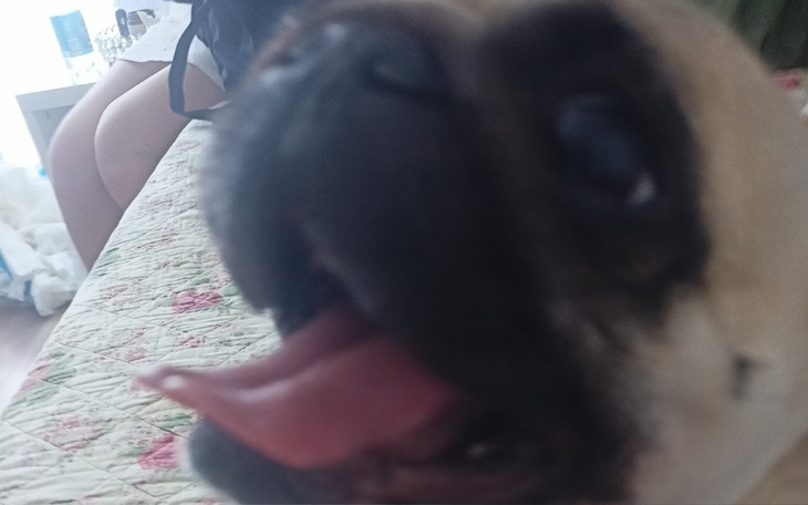 Zbiórka dla fifi - zdjęcie główne