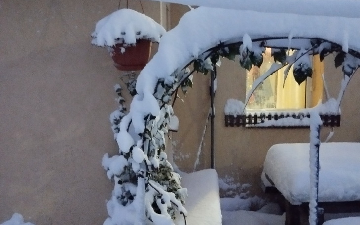 Zimowy krajobraz z opadami śniegu, pokrytymi roślinami.